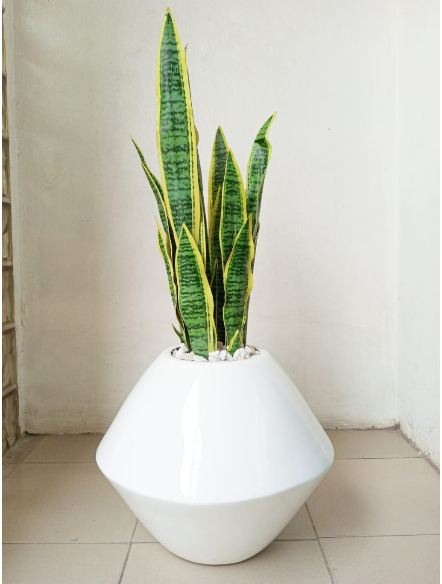 artificial snake plant in white fibre planter