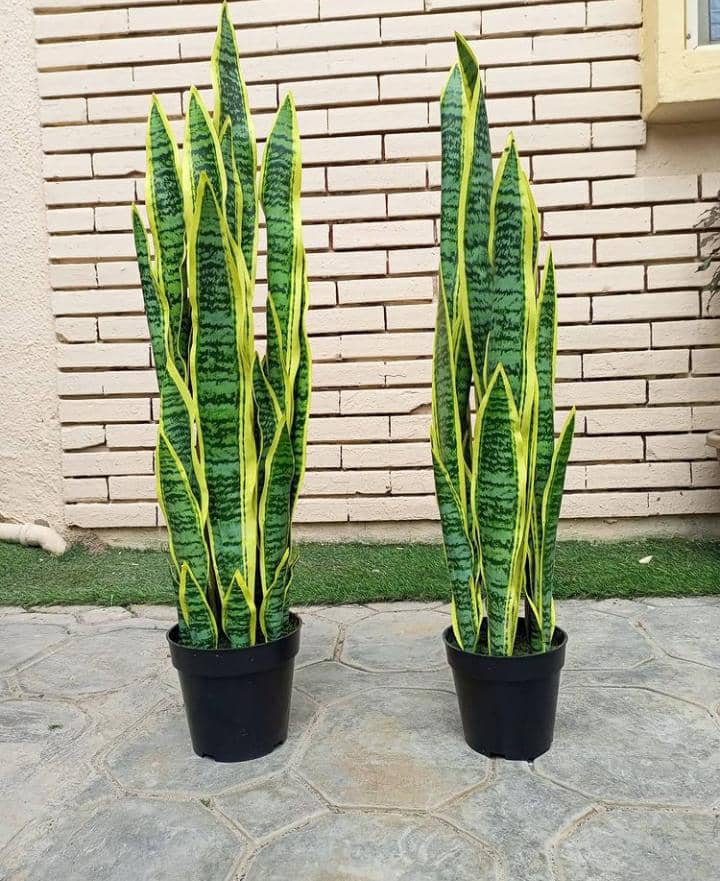 black vase snake plant