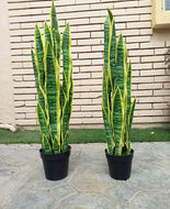black vase snake plant