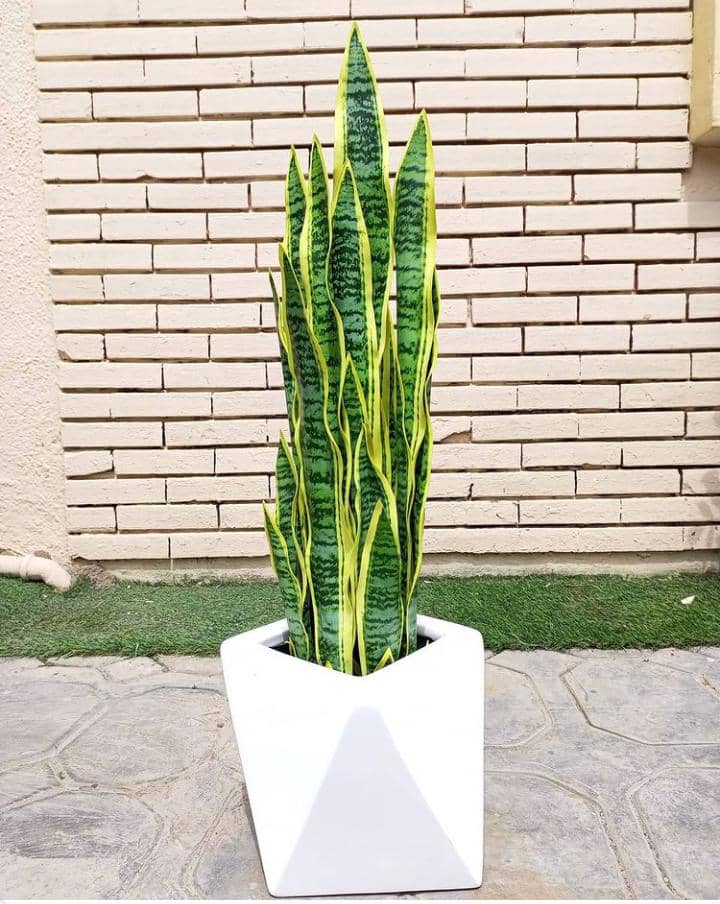 anti snake plants in nigeria Buy Artificial snake plant flower for home online in Lagos -EUNICON  interior – Eunicon interior
