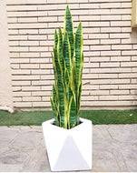artificial snake plant
