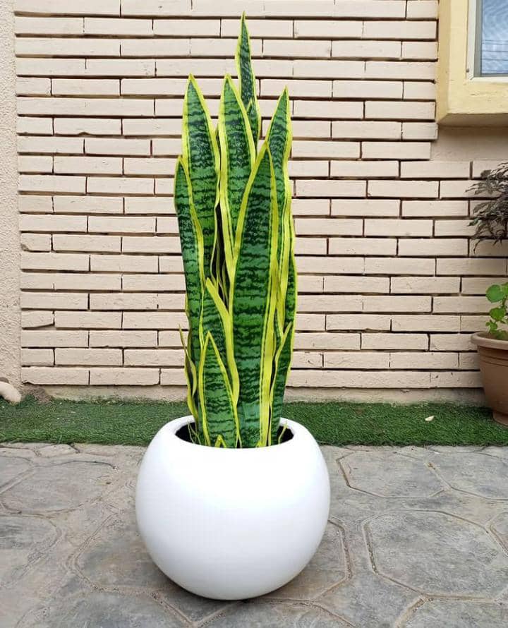 snake plant white vase Shop for Artificial snake plant flower for home online in Lagos -EUNICON  interior – Eunicon interior