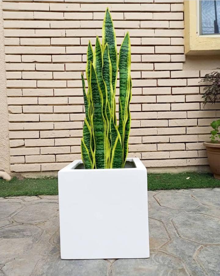 snake plant in rectangular pot Buy Artificial stylish snake plant for home online in Lagos -EUNICON  interior – Eunicon interior