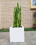 artificial snake plant